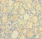 POP4 Homolog, Ribonuclease P/MRP Subunit antibody, A50420-100, Epigentek, Immunohistochemistry paraffin image 