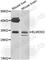ELMO Domain Containing 2 antibody, A5211, ABclonal Technology, Western Blot image 