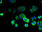 SFT2 Domain Containing 2 antibody, A63410-100, Epigentek, Immunofluorescence image 