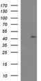 Ras association domain-containing protein 8 antibody, M11627, Boster Biological Technology, Western Blot image 