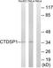 SCP1 antibody, TA326105, Origene, Western Blot image 