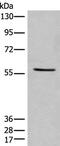 Intermediate Filament Family Orphan 2 antibody, PA5-68417, Invitrogen Antibodies, Western Blot image 