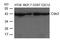 Caudal Type Homeobox 2 antibody, TA347841, Origene, Western Blot image 