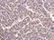 Cytochrome C1 antibody, GTX101717, GeneTex, Immunohistochemistry paraffin image 