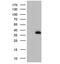 MAX Dimerization Protein 4 antibody, NBP2-46060, Novus Biologicals, Western Blot image 