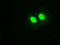 Polo Like Kinase 1 antibody, TA500393, Origene, Immunofluorescence image 