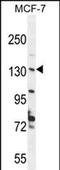 UPF2 Regulator Of Nonsense Mediated MRNA Decay antibody, PA5-71465, Invitrogen Antibodies, Western Blot image 