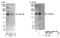 TOP1 Binding Arginine/Serine Rich Protein antibody, NBP1-22976, Novus Biologicals, Western Blot image 