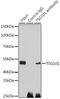 Tumor Susceptibility 101 antibody, GTX64349, GeneTex, Immunoprecipitation image 