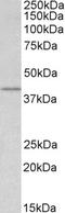 Proto-oncogene Wnt-3 antibody, EB07253, Everest Biotech, Western Blot image 