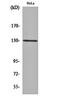 Serine/Threonine Kinase 10 antibody, orb161631, Biorbyt, Western Blot image 
