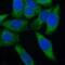 Eukaryotic Translation Initiation Factor 4E Binding Protein 1 antibody, FNab00006, FineTest, Immunofluorescence image 