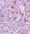 PCNA antibody, orb11245, Biorbyt, Immunohistochemistry paraffin image 