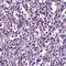 TBC1 Domain Family Member 10C antibody, orb74854, Biorbyt, Immunohistochemistry paraffin image 