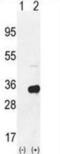 Ribosomal Protein S6 antibody, abx025662, Abbexa, Flow Cytometry image 