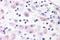Bombesin Receptor Subtype 3 antibody, NLS4915, Novus Biologicals, Immunohistochemistry frozen image 