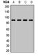OB-cadherin antibody, LS-B15836, Lifespan Biosciences, Western Blot image 