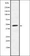 Interferon Alpha Inducible Protein 6 antibody, orb378118, Biorbyt, Western Blot image 