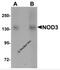 Protein NLRC3 antibody, 5949, ProSci, Western Blot image 