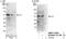 Vacuolar Protein Sorting 72 Homolog antibody, NBP1-71870, Novus Biologicals, Western Blot image 
