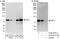 Fas Associated Factor 1 antibody, A302-810A, Bethyl Labs, Immunoprecipitation image 