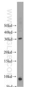 Cytochrome C Oxidase Subunit 8A antibody, 15368-1-AP, Proteintech Group, Western Blot image 