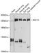Bromodomain adjacent to zinc finger domain protein 1A antibody, 23-948, ProSci, Western Blot image 