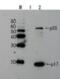 HIV-1 Env gp41 antibody, 65-010, BioAcademia Inc, Western Blot image 