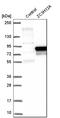 Zinc Finger CCCH-Type Containing 12A antibody, HPA032052, Atlas Antibodies, Western Blot image 