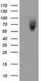 Kelch Like ECH Associated Protein 1 antibody, LS-C172442, Lifespan Biosciences, Western Blot image 