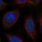 DSN1 Component Of MIS12 Kinetochore Complex antibody, HPA030627, Atlas Antibodies, Immunofluorescence image 