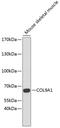 Cochlin antibody, A04411, Boster Biological Technology, Western Blot image 