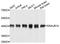 DnaJ Heat Shock Protein Family (Hsp40) Member B14 antibody, A4990, ABclonal Technology, Western Blot image 