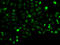 Programmed Cell Death 5 antibody, MBS129681, MyBioSource, Immunofluorescence image 