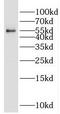 Peroxisome proliferator-activated receptor gamma antibody, FNab06661, FineTest, Western Blot image 