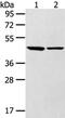 Leukotriene B4 Receptor 2 antibody, PA5-50824, Invitrogen Antibodies, Western Blot image 