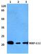 Mitochondrial Ribosomal Protein L12 antibody, PA5-75535, Invitrogen Antibodies, Western Blot image 