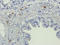 Synaptotagmin 8 antibody, orb338751, Biorbyt, Immunohistochemistry paraffin image 