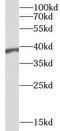 PIP antibody, FNab00939, FineTest, Western Blot image 