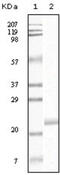 Htk antibody, abx010727, Abbexa, Enzyme Linked Immunosorbent Assay image 