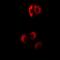 Eukaryotic translation initiation factor 4B antibody, orb378045, Biorbyt, Immunocytochemistry image 