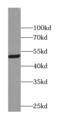 Acyl-CoA Thioesterase 9 antibody, FNab00124, FineTest, Western Blot image 