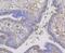 Connexin-45 antibody, NBP2-76925, Novus Biologicals, Immunohistochemistry paraffin image 