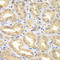Engulfment and cell motility protein 3 antibody, LS-C349044, Lifespan Biosciences, Immunohistochemistry frozen image 