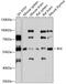 BLK Proto-Oncogene, Src Family Tyrosine Kinase antibody, GTX64630, GeneTex, Western Blot image 
