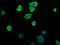 Siah E3 Ubiquitin Protein Ligase 2 antibody, LS-C681330, Lifespan Biosciences, Immunofluorescence image 