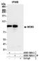 Minichromosome Maintenance Complex Component 3 antibody, A300-192A, Bethyl Labs, Immunoprecipitation image 