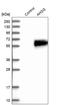 Alpha 2-HS Glycoprotein antibody, HPA001524, Atlas Antibodies, Western Blot image 