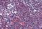 Vasoactive Intestinal Peptide Receptor 2 antibody, orb85420, Biorbyt, Immunohistochemistry paraffin image 
