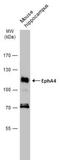 PTPRF Interacting Protein Alpha 4 antibody, NBP2-16347, Novus Biologicals, Western Blot image 
